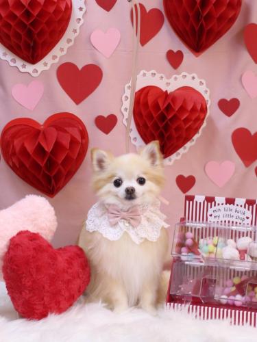 20240211小豆くん